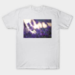 Close-up of lavender blossoms T-Shirt